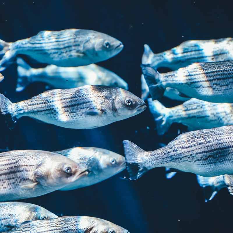 How fish take advantage of magnetic fields