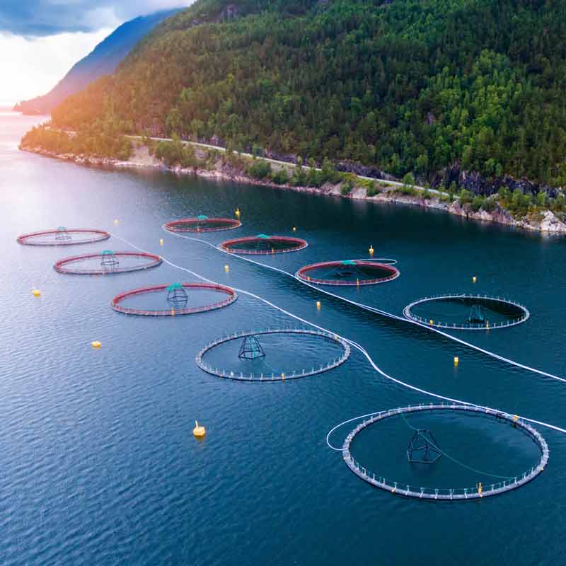 How magnets are influencing sustainable aquaculture technologies