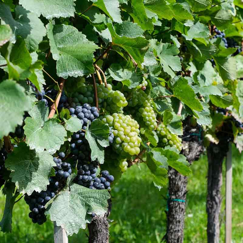 Magnets in the advancement of smart vineyard technologies
